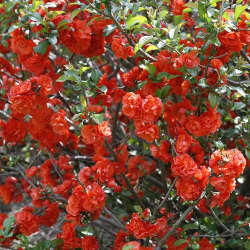 Chaenomeles superba 'Orange Trail' - Obrázek 1