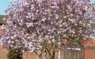 Magnolia loebneri 'Leonard Messel'