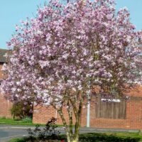 Magnolia loebneri 'Leonard Messel'