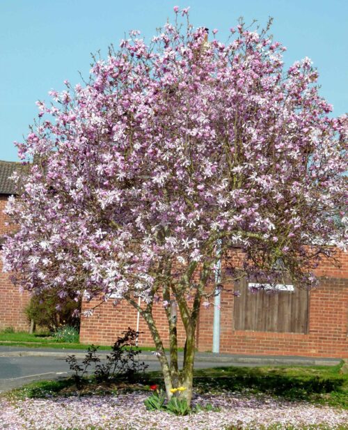 Magnolia loebneri 'Leonard Messel' - Obrázek 1