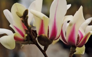 Magnolia 'Sunrise'