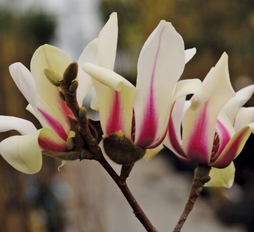 Magnolia 'Sunrise' - Obrázek 1