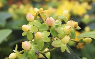 Hypericum 'Miracle Beauty'®