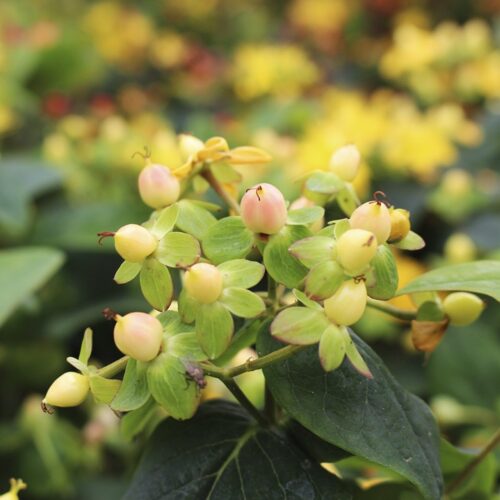 Hypericum 'Miracle Beauty'® - Obrázek 1