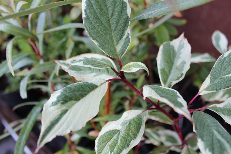 Cornus alba 'Sibirica Variegata' 30–40 cm - Obrázek 1