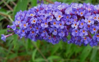 Buddleja davidii 'Nanho Blue'