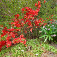 Chaenomeles superba 'Texas Scarlet'
