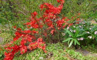 Chaenomeles superba 'Texas Scarlet'
