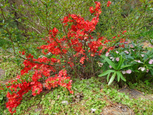 Chaenomeles superba 'Texas Scarlet' - Obrázek 1