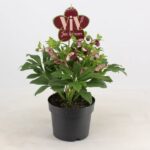 Helleborus orientalis 'Victoria' - Image 3