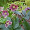 Helleborus orientalis VIV® 'Victoria' - P15-MIX