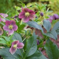Helleborus orientalis VIV® 'Victoria'