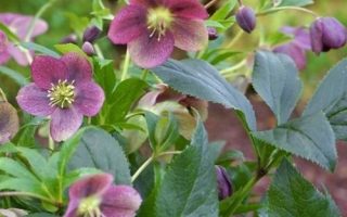 Helleborus orientalis VIV® 'Victoria'