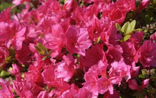 Azalea (J) 'Canzonetta' 20–30 cm