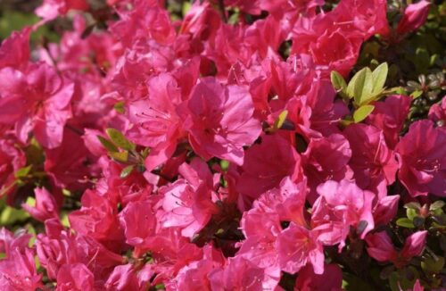 Azalea (J) 'Canzonetta' 20–30 cm - Obrázek 1