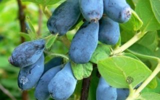 Lonicera kamtschatica ´Duet´ 20–30 K2,5