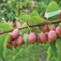 Actinidia arguta ´Bingo´ ® 40R K2vyvaz. – samičí