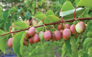 Actinidia arguta ´Bingo´ ® 40R K2vyvaz. – samičí