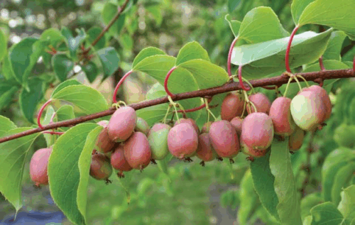Actinidia arguta ´Bingo´ ® 40R K2vyvaz. – samičí - Image 1