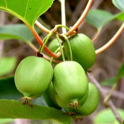 Actinidia arguta 'Kiwi Bes' – samosprašná - Obrázek 1