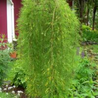 Caragana arborescens 'Walker'