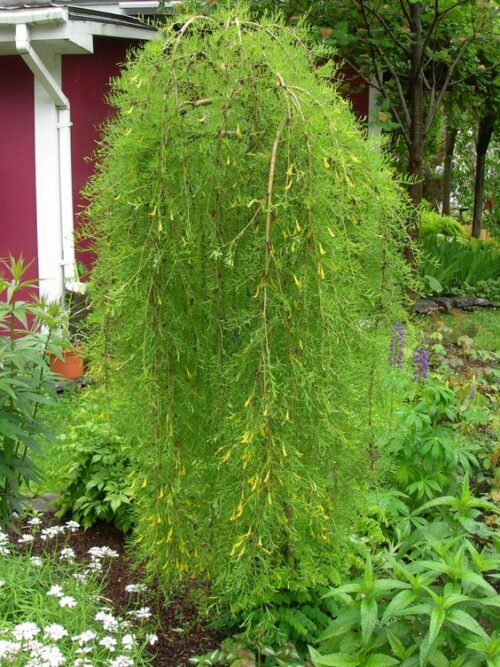 Caragana arborescens 'Walker' - Obrázek 1