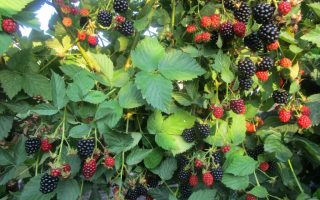 Rubus frut. ´Dirksen´ ostružina, 40, RK2