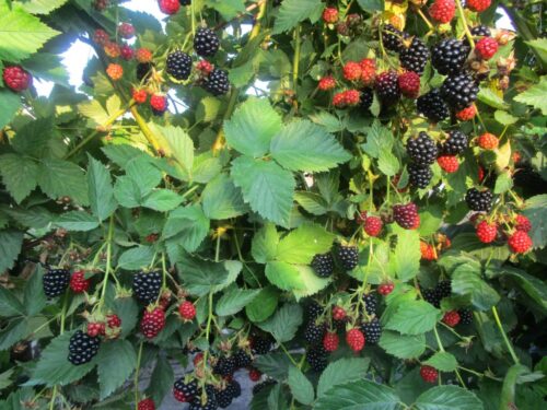 Rubus frut. ´Dirksen´ ostružina, 40, RK2 - Obrázek 1