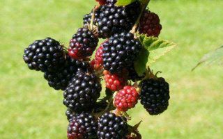 Rubus fruticosus 'Triple Crown'