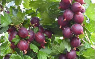 Angrešt červený ´Niesluchowski´