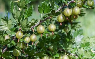 Angrešt bílý Green Finch 60 KM