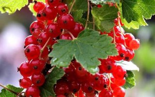 Rybíz červený 'Rozzeta' 60 KM