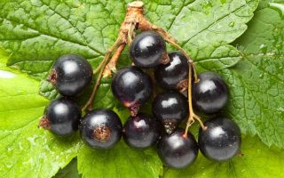 Rybíz černý ´Ben Sarek´ 40, RK2