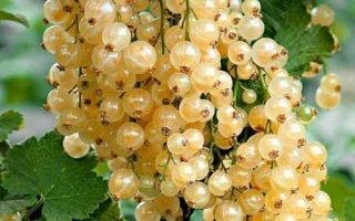 Rybíz bílý 'Orion'