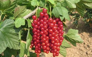 Rybíz červený Stanca 60 KM, K