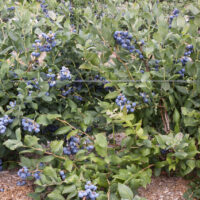 Vaccinium cor. ´Herbert´