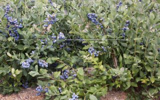 Vaccinium cor. ´Herbert´