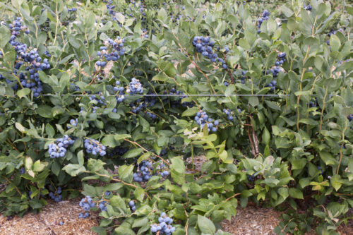 Vaccinium cor. ´Herbert´ - Image 1