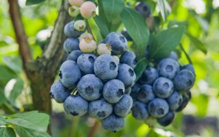 Vaccinium cor. ´Chandler´ 30–40 K2,5