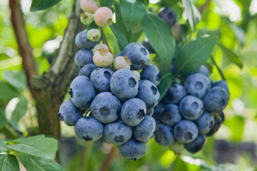 Vaccinium cor. ´Chandler´ 30–40 K2,5 - Obrázek 1