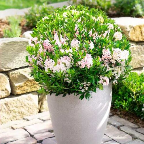 Rhododendron micranthum ´Bloombux´ ® P23, koule průměr 25–30 CM - Obrázek 5