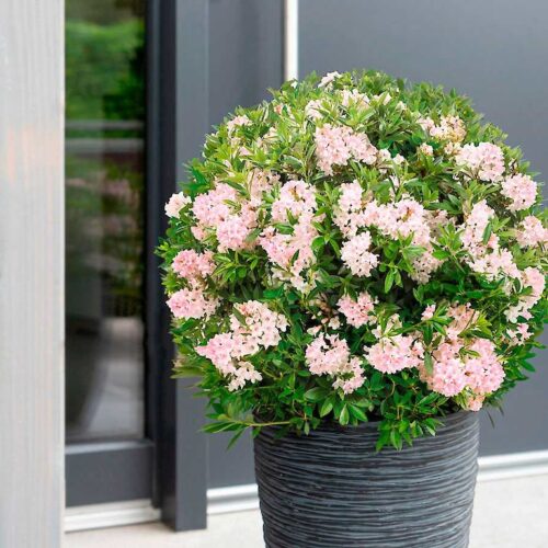 Rhododendron micranthum ´Bloombux´ ® P23, koule průměr 25–30 CM - Obrázek 6
