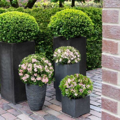 Rhododendron micranthum ´Bloombux´ ® P23, koule průměr 25–30 CM - Obrázek 4