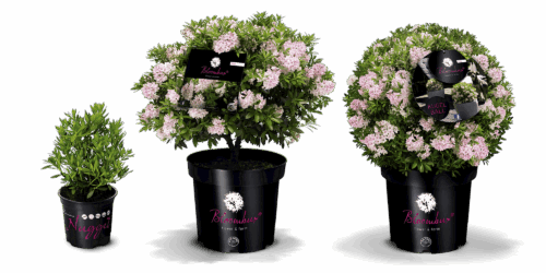 Rhododendron micranthum ´Bloombux´ ® P23, koule průměr 25–30 CM - Obrázek 2