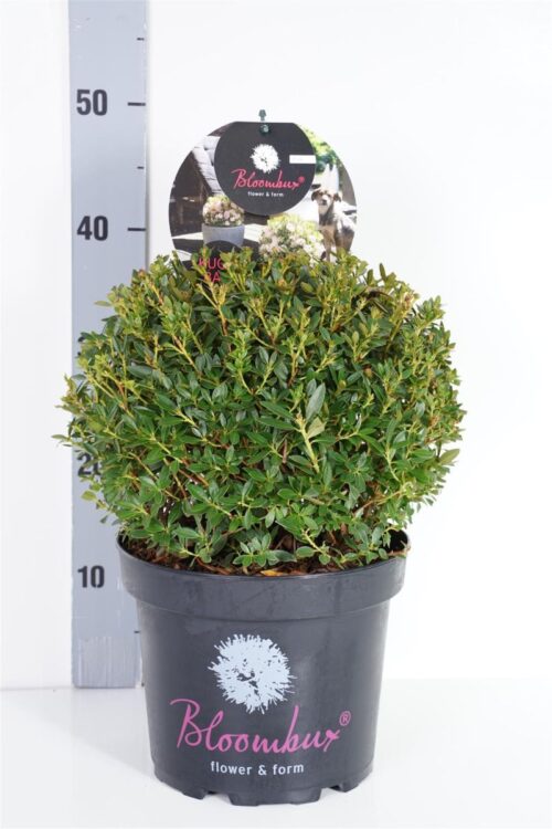 Rhododendron micranthum ´Bloombux´ ® P23, koule průměr 25–30 CM - Obrázek 9