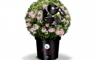 Rhododendron micranthum 'Bloombux'®-koule