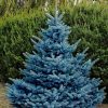 Picea pungens 'Blue Diamond' - C2,5L-v. 15-20 CM