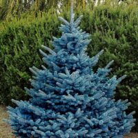 Picea pungens 'Blue Diamond', 60–80 cm