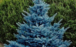 Picea pungens 'Blue Diamond'