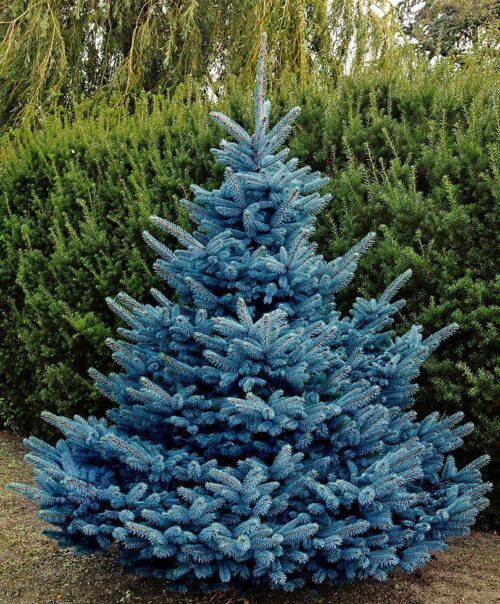 Picea pungens 'Blue Diamond', 80–100 cm - Image 1